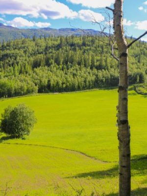 vecteezy_white-birch-in-front-of-norwegian-landscape-norway-nature_4001819